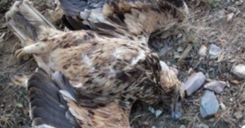 Cadáver de un ave rapaz presuntamente envenenada hallada en un campo de Castilla y León.  / Ical