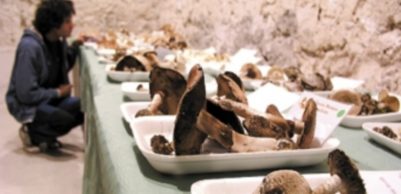 La exposición clasificada de setas se ubicará en la sala multiusos del Palacio de Pedro I. / Gabriel Gómez