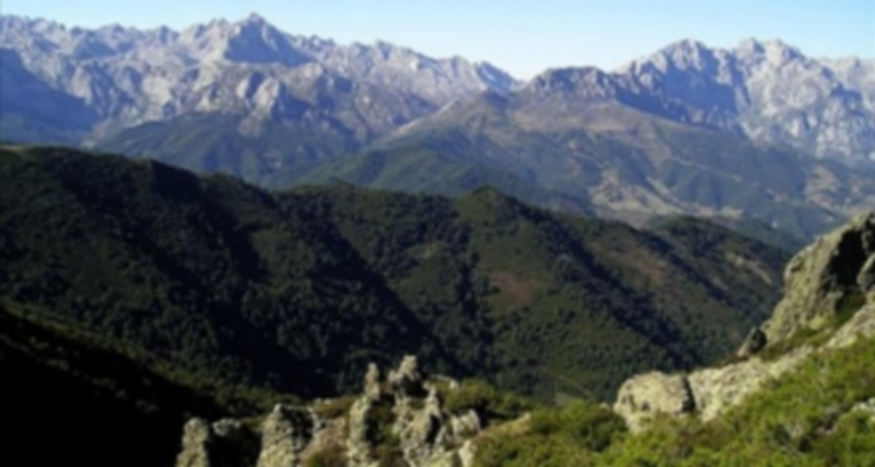 El objetivo fundamental de estas ayudas es fundamentalmente aumentar la superficie forestal arbolada de Castilla y León. / Efe