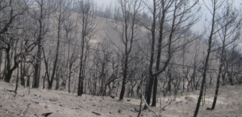 Estado de uno de los montes quemados durante este verano. / EP