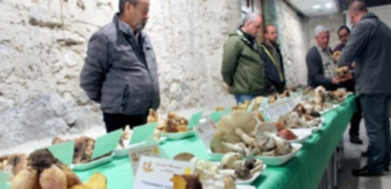 Una imagen de archivo de las jornadas organizadas por la Sociedad Micológica en 2014. / Chantal Núñez