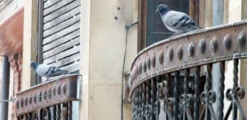 El exceso de palomas se acusa en calles como la del Colegio y Excadenas. / C. Núñez