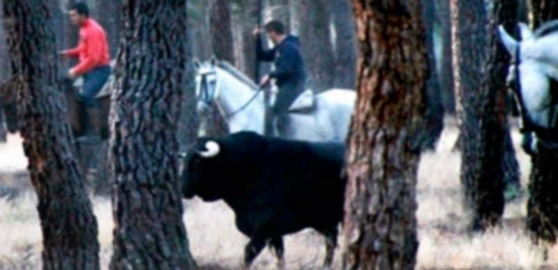 Los participantes en la excursión podrán disfrutar de bellas estampas taurinas. / C. N.