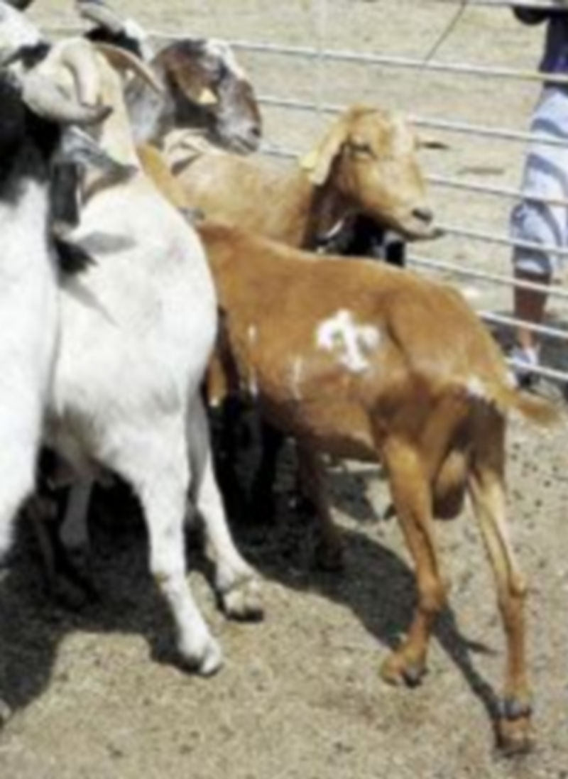Cabras expuestas en la XIII Feria Ganadera de Vinuesa (Soria). / Ical