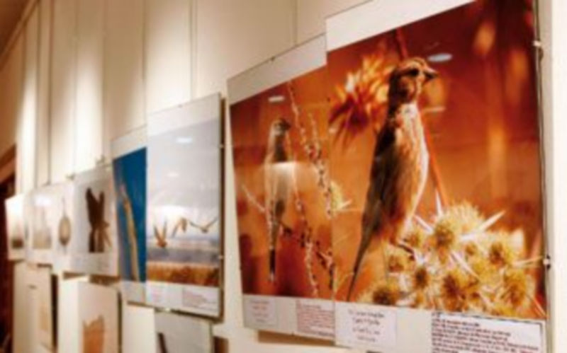 La exposición podrá visitarse hasta el sábado