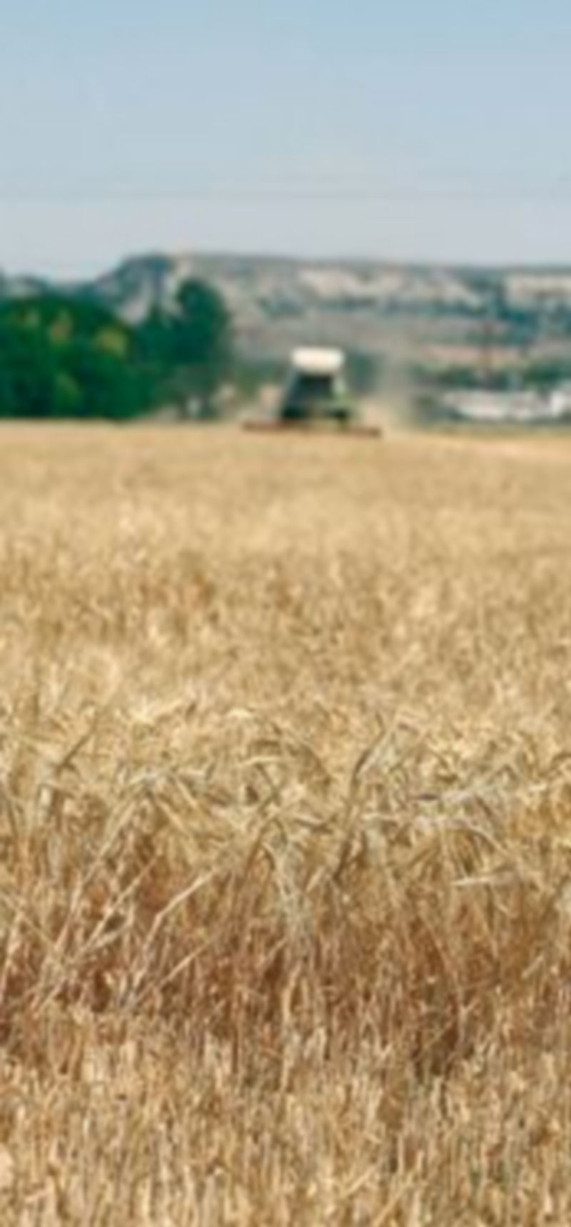 La producción de cereal aumentará esta campaña. / Ical