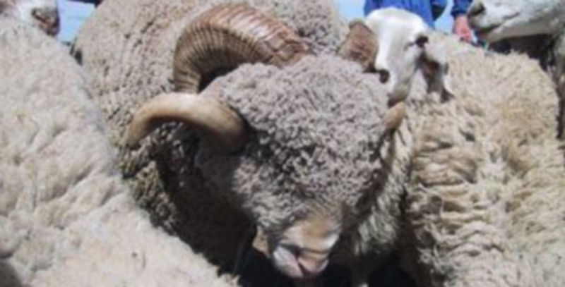 Un rebaño de ovejas de la provincia