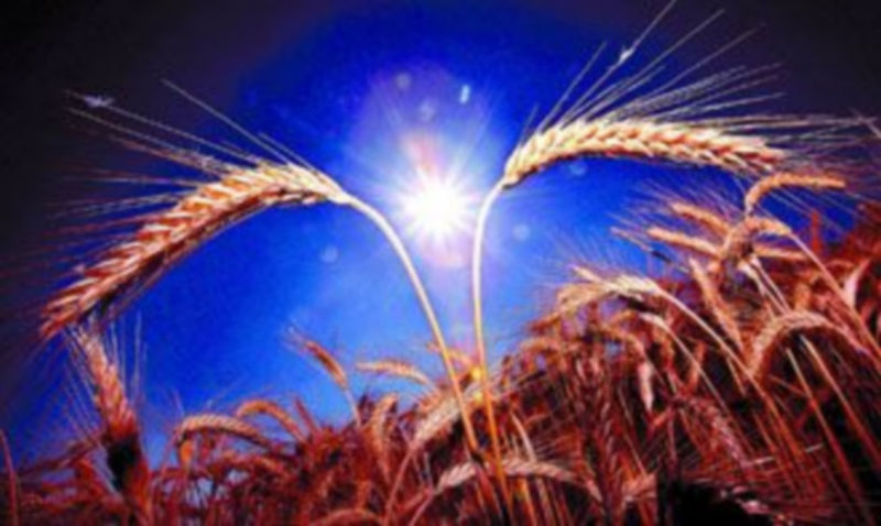 Los precios han seguido una línea alcista a lo largo de toda la temporada hasta situarse en 235 euros la tonelada de trigo. / Efe