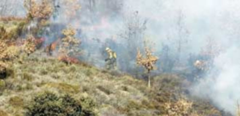 Los incendios forestales centraron gran parte de la actividad de los agentes del Seprona en Castilla y León durante el primer semestre del año. / Ical