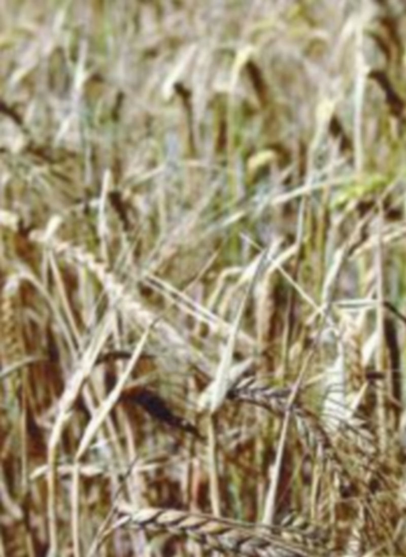 Para un productor de cereal