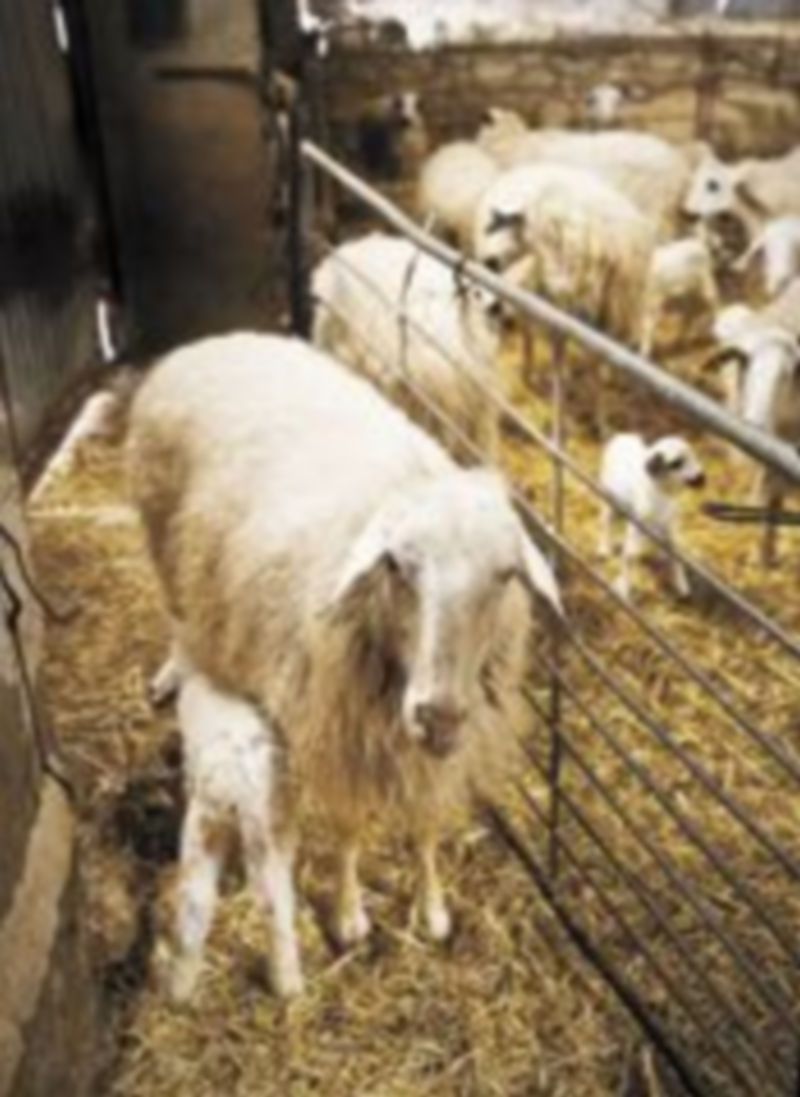 Las cabañas ganaderas están sufriendo los efectos de la crisis. / Miguel A. Valdivielso