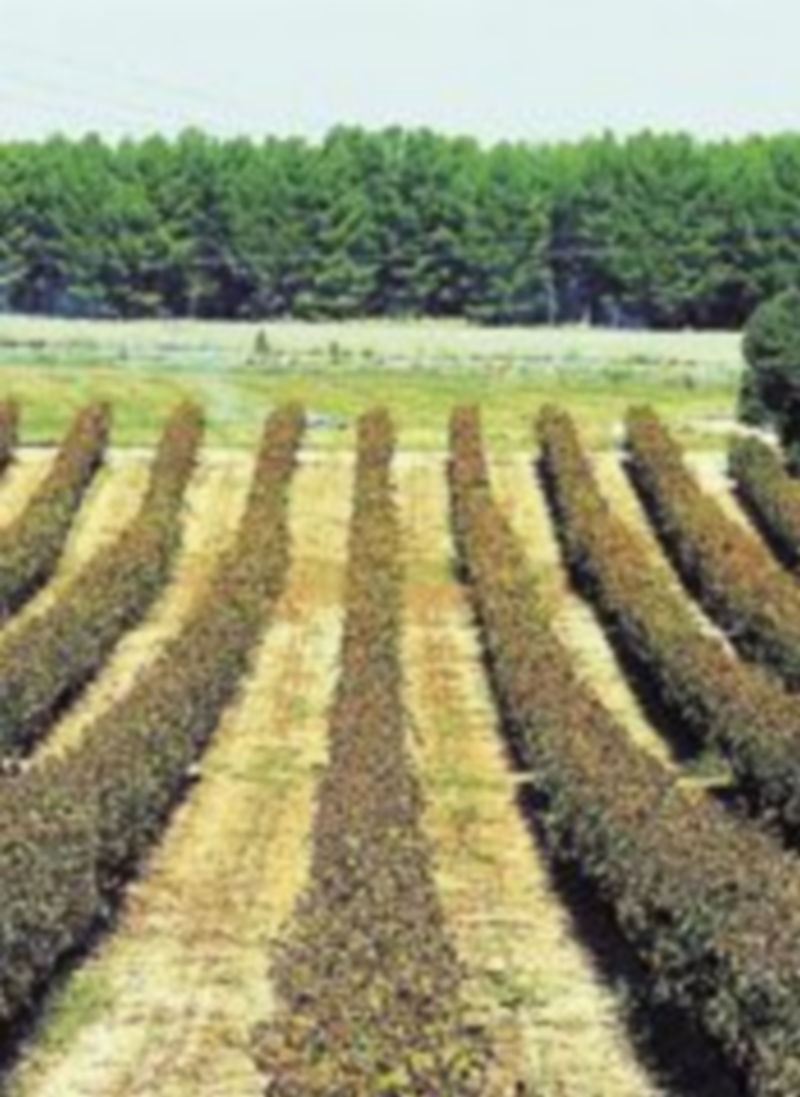 El sector del vino es uno de los protagonistas de las negociaciones. / Rebeca Serna