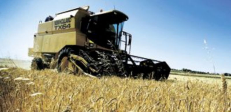 El cultivo de cereal se vio perjudicado a causa de la sequía. / Alberto Rodrigo