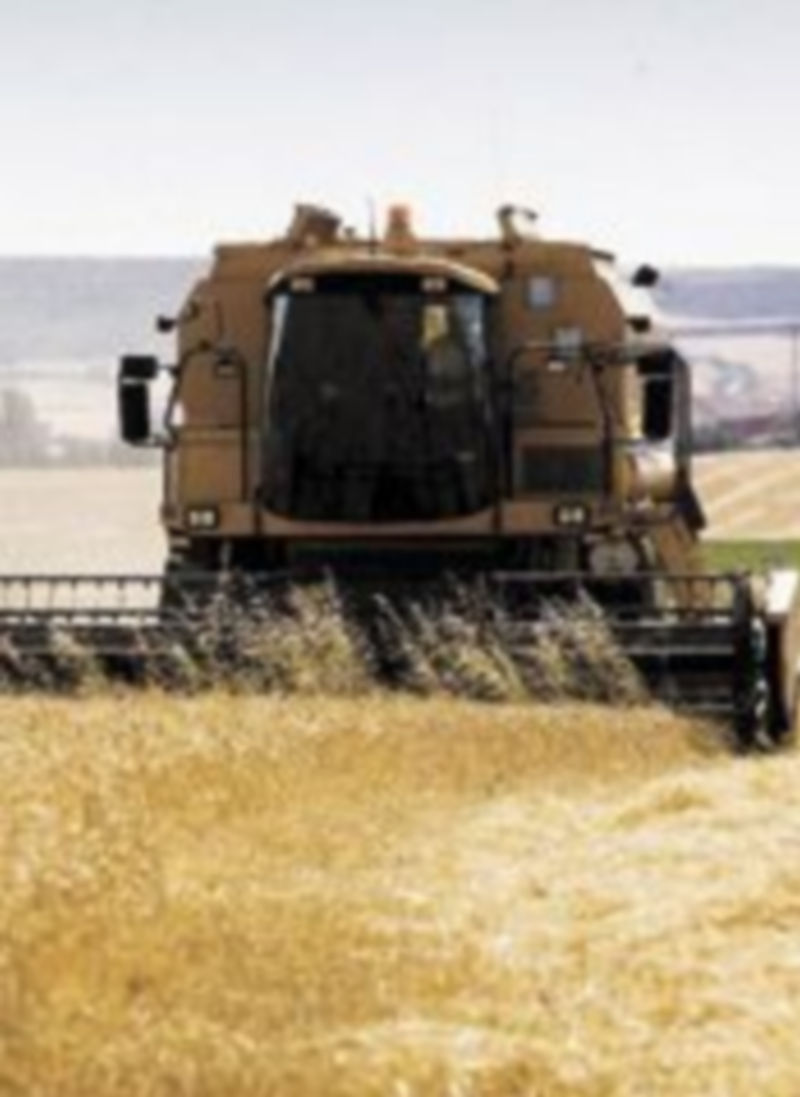 Los cereales no sufrirán un descenso brusco de su asignación en la PAC destinada a España. / Alberto Rodrigo