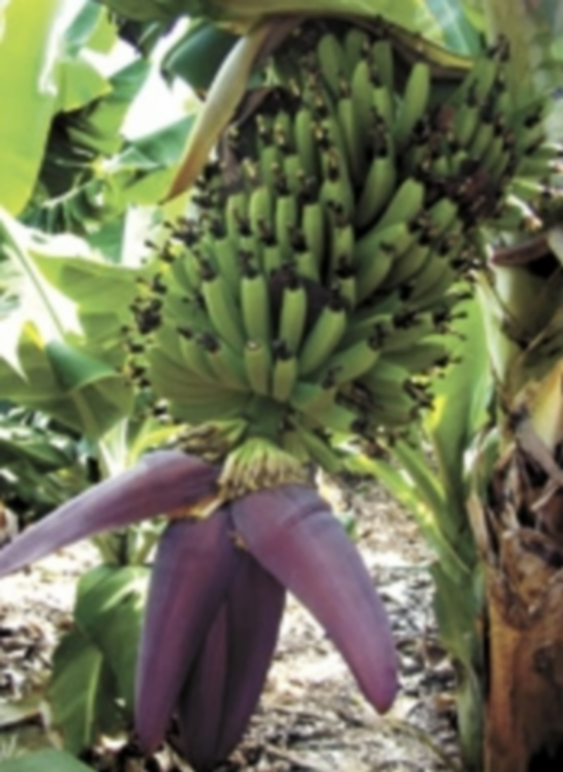 El seguro agrario hace frente a la crisis 1 El cultivo de plátano está asegurado al 100 por 100 en España. / Reuters