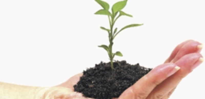 Semillas para una siembra 1 20583 1