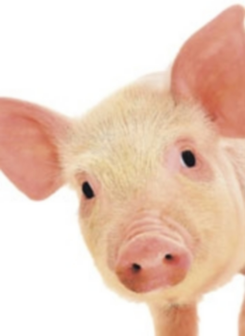 Descarga eléctrica contra el porcino 1 20595 1