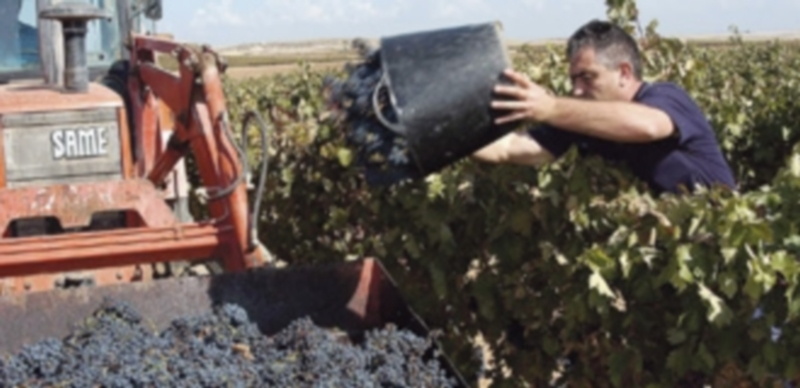 España enviará a Francia 15.000 trabajadores para la vendimia 1 La vendimia supone una oportunidad de trabajo para muchas personas que viajan anualmente a Francia a tal fin. / El Adelantado