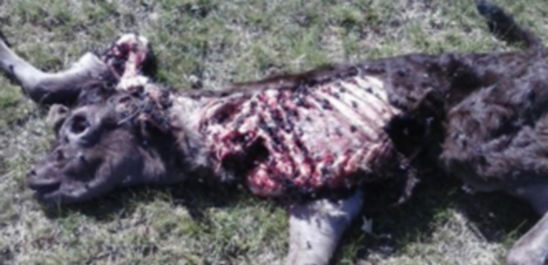 Un ternero tras sufrir el ataque de un lobo en una explotación de la región. / Asaja