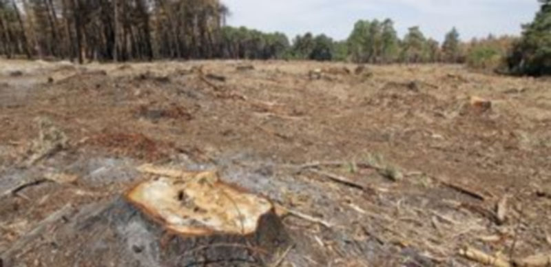 Cortafuegos de dos hectáreas abierto para la extinción total del incendio. / Gabriel Gómez