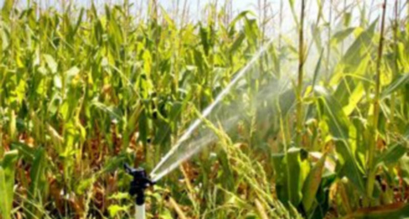 La ausencia de lluvia ha obligado a dar más riegos para poder sacar adelante los cultivos./ Ical