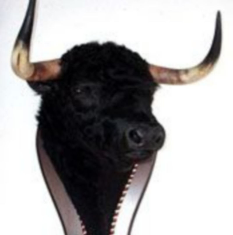 Imagen de la cabeza del toro que se sorteará. / El Adelantado