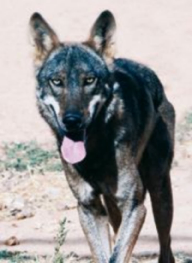 Un lobo pasea por la Sierra de Ávila. / Fotos: E.M. (Ical)