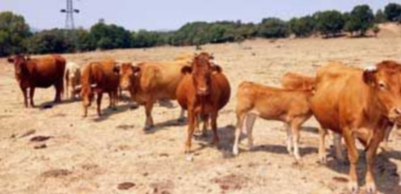 Un grupo de vacas y terneros de la raza limusín en una finca segoviana esperan la llegada del ganadero. / F. D.
