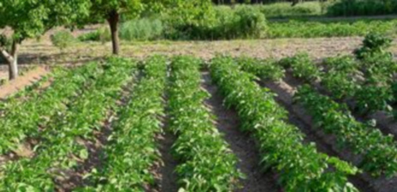 Taller de elaboración de centros de flores de ramas de acebo en una localidad rural./ Ical
