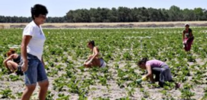 La ley equipara los derechos de los hombres y mujeres titulares de explotaciones agrarias. / EL ADELANTADO