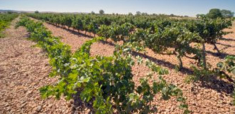 En la Denominación de Origen Valtiendas conviven los viñedos en espaldera y en vaso