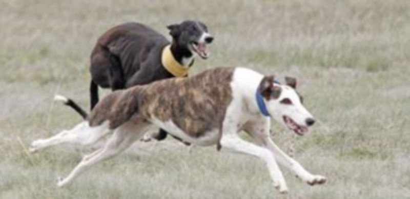 Algunos de los galgos participantes en la carrera./ Gabriel Gómez.
