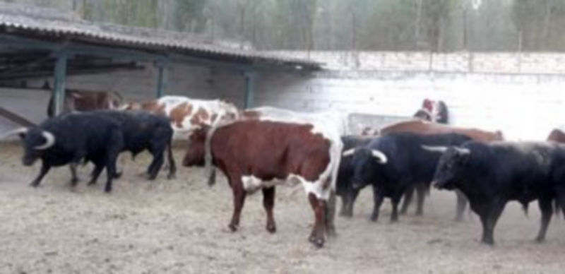 Las reses se trasladarán a las fincas de los directores de campo./ Gabriel Gómez