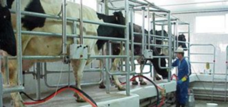 Imagen de una explotación ganadera de vacuno de leche en la provincia de Segovia. / El Adelantado