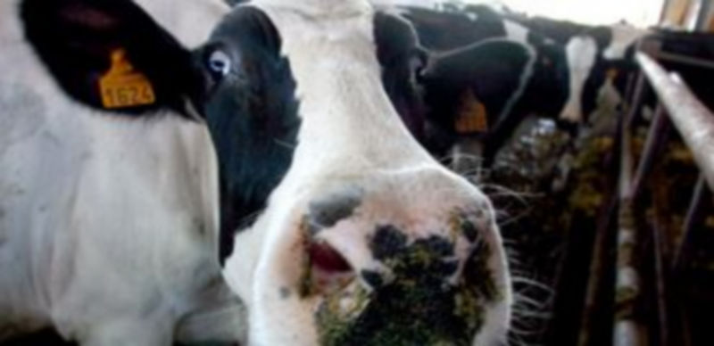 Vacas en una explotación ganadera de la provincia de León. / Ical