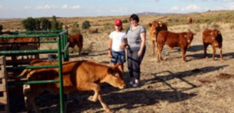 Imagen de archivo de una explotación ganadera en Tornadizos de Ávila.dero. / F. D.
