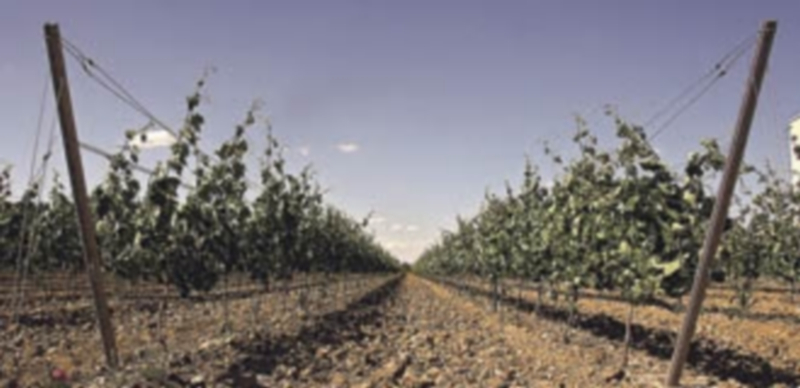 Las ayudas para la reconversión vitivinícola serán más cuantiosas pero tendrán más requisitos 1 Viñas especiales en la localidad leonesa de Sahagún de Campos. / ICAL