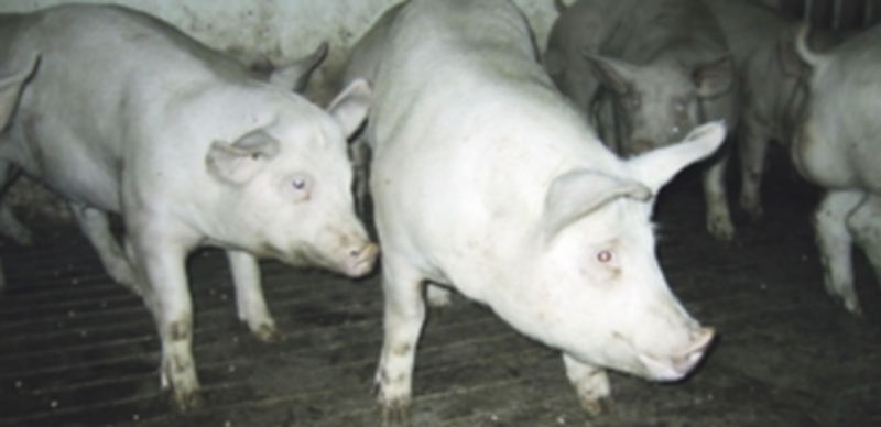 El porcino europeo se encuentra de nuevo con trabas para salir al exterior. / El Adelantado