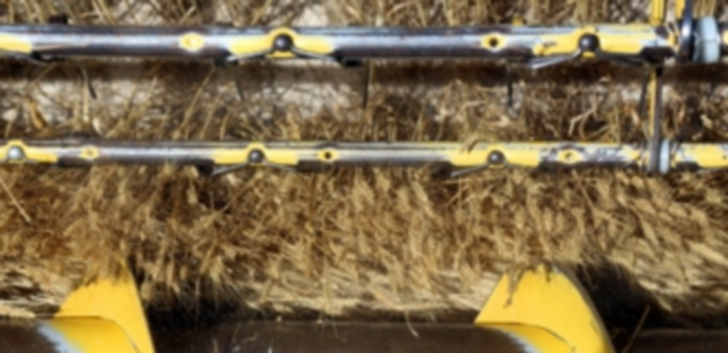 La cosecha cerealística puede verse afectada por la aparición de esta patología. / Ical