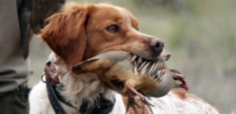 Un perro de caza con su presa en la boca