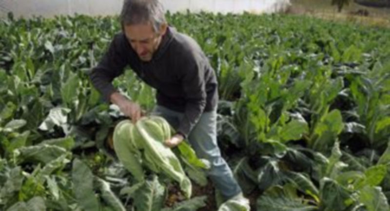 Íñigo Hernani recoger verdura en su huerta situada en el Valle de Tobalina./ Ical