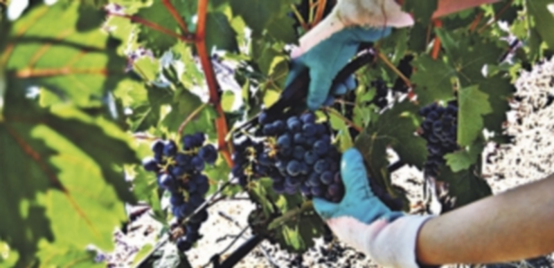 Viñedos de la bodega autóctona de Vinos Malaparte