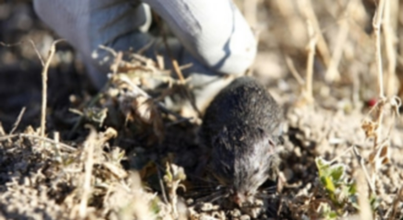 El Gobierno regional está poniendo medidas para evitar la plaga. / El Adelantado