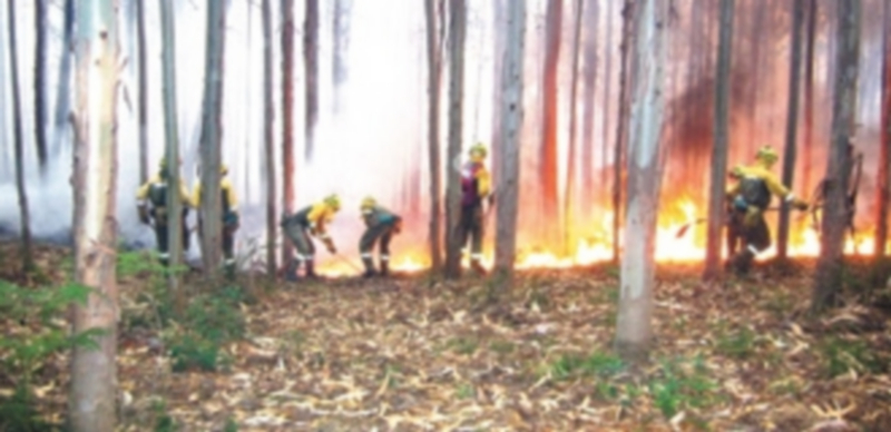 Desde la Junta recuerdan la importancia de la colaboración y la precaución en la lucha contra el fuego. / Europa Press