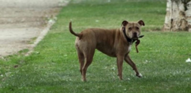 León pone en marcha una campaña contra el abandono de mascotas 1 La iniciativa persigue promover la adopción de animales de compañía