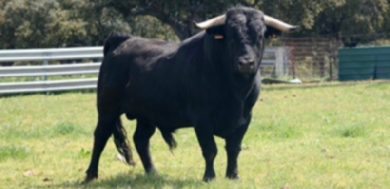 Una de las reses de la prestigiosa ganadería de Valdefresno a la que se enfrentarán los recortadores. / El Adelantado