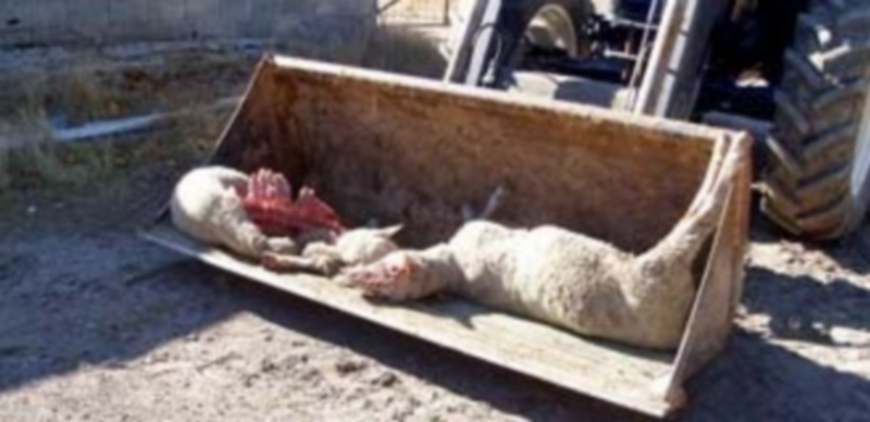 Un ganadero recoge los animales muertos tras un ataque de los lobos. / E. A.