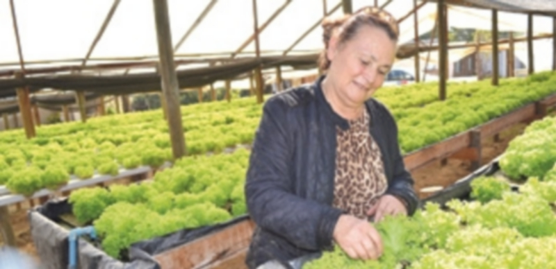 Una de las pocas mujeres que se lanzan a ser agricultoras en su plantación de lechugas. / El Adelantado