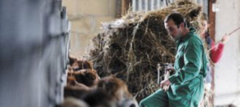 Una pareja de ganaderos trabaja en su granja de vacas ubicada en la provincia burgalesa. / Miguel Ángel Valdivielso