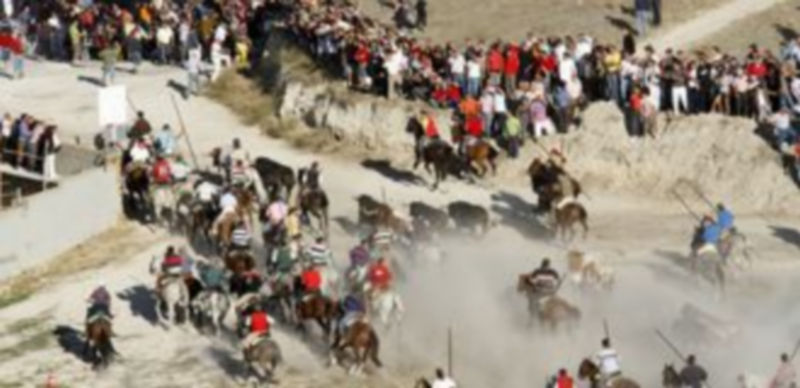 Encierros de Cuéllar defiende que el número de encierros de la villa no debe disminuir. /Gabriel Gómez